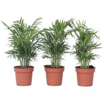 Palmier de salon - Set de 3 - Chamaedorea elegans - Hauteur 30-40cm - 12cm