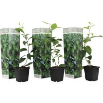 Plant In A Box - Citronnier - Set de 3 - Citrus aurantifolia - Hauteur 25-40cm - 9cm