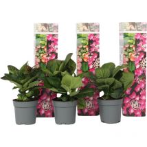 Plant In A Box - Hortensia - Set de 3 - Hydrangea macrophylla 'Red Bull' - Hauteur 25-40cm - 9cm
