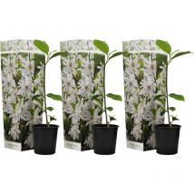 Plant In A Box - Arbre à tulipes - Set de 3 - Magnolia 'Stellata' - Hauteur 25-40cm - 9cm