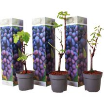 Plant In A Box - Vigne à raisin - Set de 3 - Vitis vinifera 'Cabernet franc' - H25-40cm - 9cm