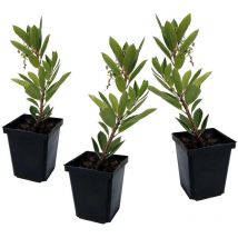 Plant In A Box - Fruits de l'arbousier - Set de 3 - Arbutus 'Unedo' - Hauteur 25-40cm - 9cm