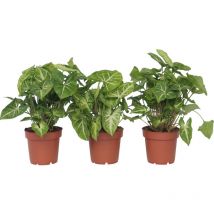 Plant In A Box - Patte-d'oie - Set de 3 - Syngonium podophyllum 'Pixie' - Hauteur 25-40cm - 12cm