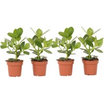 Plant In A Box - Pommier baumier - Set de 4 - Clusia rosea 'Princess' - Hauteur 25-35cm - 12cm