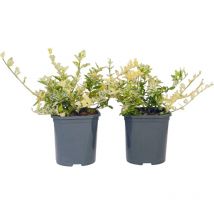 Plant In A Box - Fortunei - Set de 4 - Euonymus 'Harlequin' - Hauteur 20-30cm - 17cm