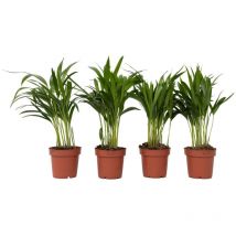 Palmier areca - Set de 4 - Dypsis lutescens - Hauteur 30-45cm - 12cm
