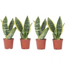 Plant In A Box - Langue de belle-mère - Set de 4 - Sansevieria 'Superba' - H35-40cm - 12cm