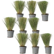 Plant In A Box - Herbe aux plumes - Set de 9 - Stipa tenuifolia 'Pony Tails' - H20-30cm - 9cm
