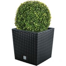 WellHome Lot de Pots de Fleurs Rato, Anthracite 32 l avec Support pour Plantation 32 x 32 x 32,5 cm + Boule de buis