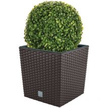 Plot de fleurs 32 litres avec bécher pour planter de la couleur au chocolat 33 x 33 x 33 cm + Boj Diamètre 27 cm