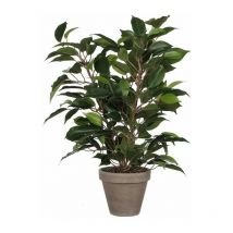 Ficus Natasja avec pot 11,5x40x30cm