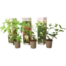 Hortensia - Set de 3 - Hortensia paniculata - Hauteur 25-35cm - 9cm