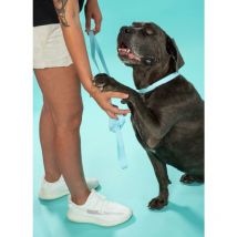Correa Y Collar Para Perros Pj-070 Blue S