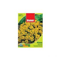 Sobre Con Semillas Alisso Amarillas Enanas Cesta D'Oro