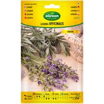 Sobre con semillas de lavanda Officinalis 301031BOLSH Agreen