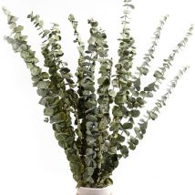 Soldes Lot de 15 Eucalyptus Séchés Naturel, Bouquet de Fleurs Séchées Naturelles 30-38 cm Décoration pour Chambre, Salon, Couloir, Balcon