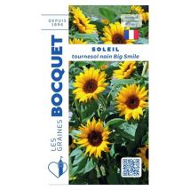Soleil tournesol nain jaune Big Smile - 3g