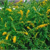 Solidago caesia p 0,5