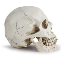 Sollbry - Anatomical Skull Model - Realistic Resin Human Skull - Life Size Skull Decoration for Medical Anatomy Class and Halloween Decoration