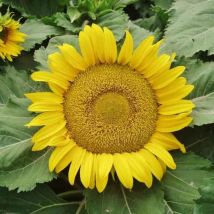 Einfache Sonnenblumen Sorte 500 – Einfache Gartenpflanzen Für Balkon Und Garten