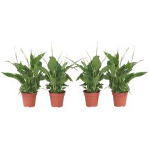 Plant In A Box - Fleur de lune - Set de 4 - Spathiphyllum 'Torelli' - Hauteur 30-45cm - 12cm