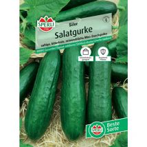 Sperli Salatgurke Silor F1 Gemüsesamen