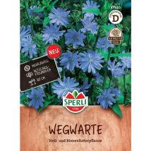 Wegwarte blau - Blumensamen - Sperli