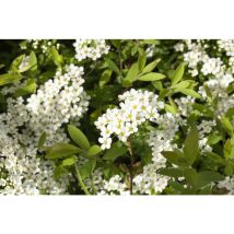 Spiraea cinerea 'Grefsheim' c 5 60- 80