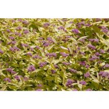 Spiraea japonica 'Golden Princess' p 0,5 15- 20