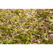 Pflanzen-für-dich.de - Sommerspiere 'golden Princess' Spiraea Japonica 'golden Princess' C 7 40- 60