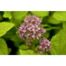 Spiraea japonica 'Goldflame' c 7 40- 60