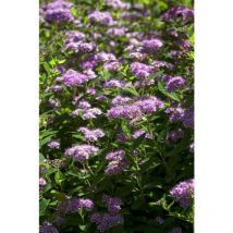 Spiraea japonica 'Little Princess' C 3 30- 40
