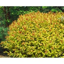 Spiraea japonica 'Magic Carpet' -r- 3 l 25- 30