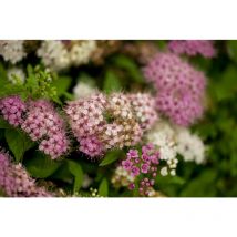 Sommerspiere 'Shirobana' Spiraea japonica 'Shirobana' C5 40- 60