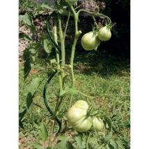 Tutore a spirale spiral up plus per pomodori 2,10 - ø 6,5 mm - Tenax