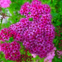 Spirée du Japon 'Anthony Waterer' (Spiraea Japonica 'Anthony Waterer')