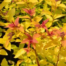 Spirée du Japon Little Flame 'Minspil04'/Pot de 3L