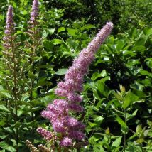 Spirée billardii/Pot de 10L