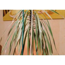 World Splittstab natur, Durchmesser 4-4,5mm 50cm 10er Bund - Flora