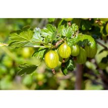 Pflanzen-für-dich.de - Stachelbeere 'hinnonmäki' Ribes Uva-crispa 'hinnonmäki Gelb' 2l 45-
