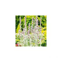 Stachys lanata - 3 godets