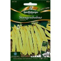Quedlinburger Stangenbohne Goldelfe - Premium Gemüsesamen