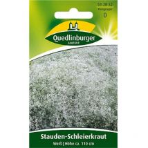 Quedlinburger Stauden-Schleierkraut Weiß - Blumensamen