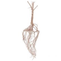 Steppen Wurzel Nr.8448 Fingerwurzel Echtholz Deko Aquascaping