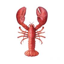 Sticker mural homard rouge Estahome