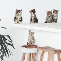Sticker décoratif, photo de 5 petits chatons allignés avec de jolis poils tout doux, 68 cm X 24 cm