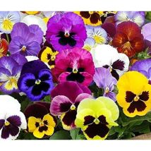 Stiefmütterchen Samen 100 Stück – Bunte Winterharte Blumen Für Balkonkästen Und Garten