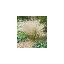 Stipa - 3 godets - graminee