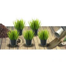 Stipa gigantea - Avoine géante | Conditionnement: Lot de 5 godets