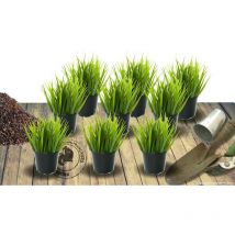 Stipa gigantea - Avoine géante | Conditionnement: Lot de 9 godets